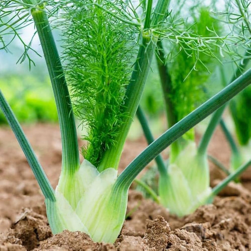 Sweet Florence Fennel Seedlings Sprouting in Garden Pots