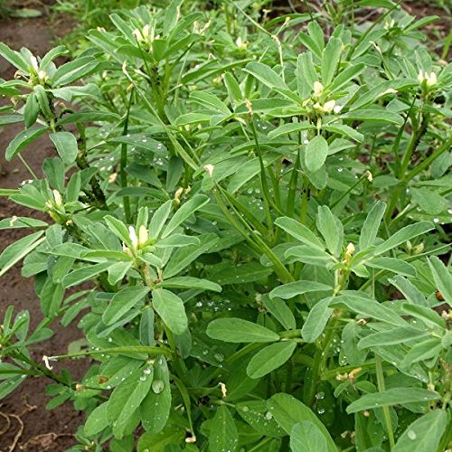 Bright green fenugreek leaves developing from non-GMO seeds