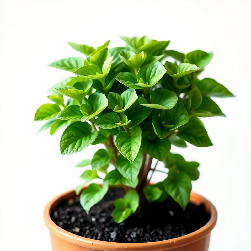 Bourgassiae Planting Seeds for Spring and Summer Gardens