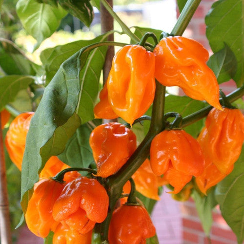 Trinidad Moruga Orange Seeds for Planting