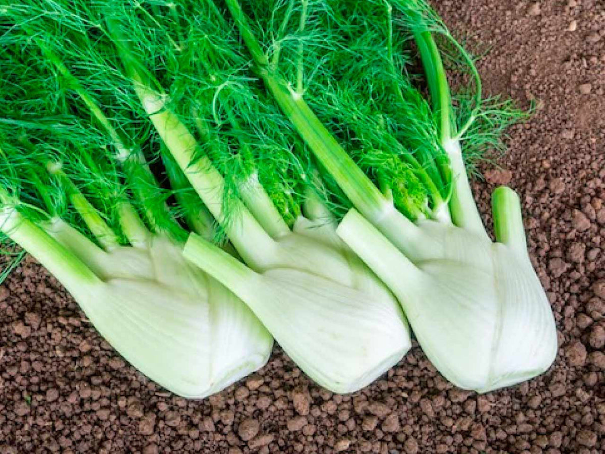 Green and White Florence Vegetable Planting Seeds