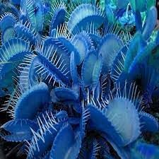 Fly Trap Seeds for Planting and Easy Growth