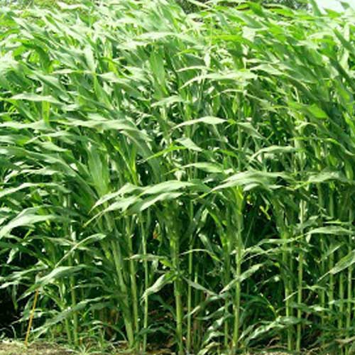 Cream Forage Crop Seeds Planting Guide: Essential Tips for Successful Planting