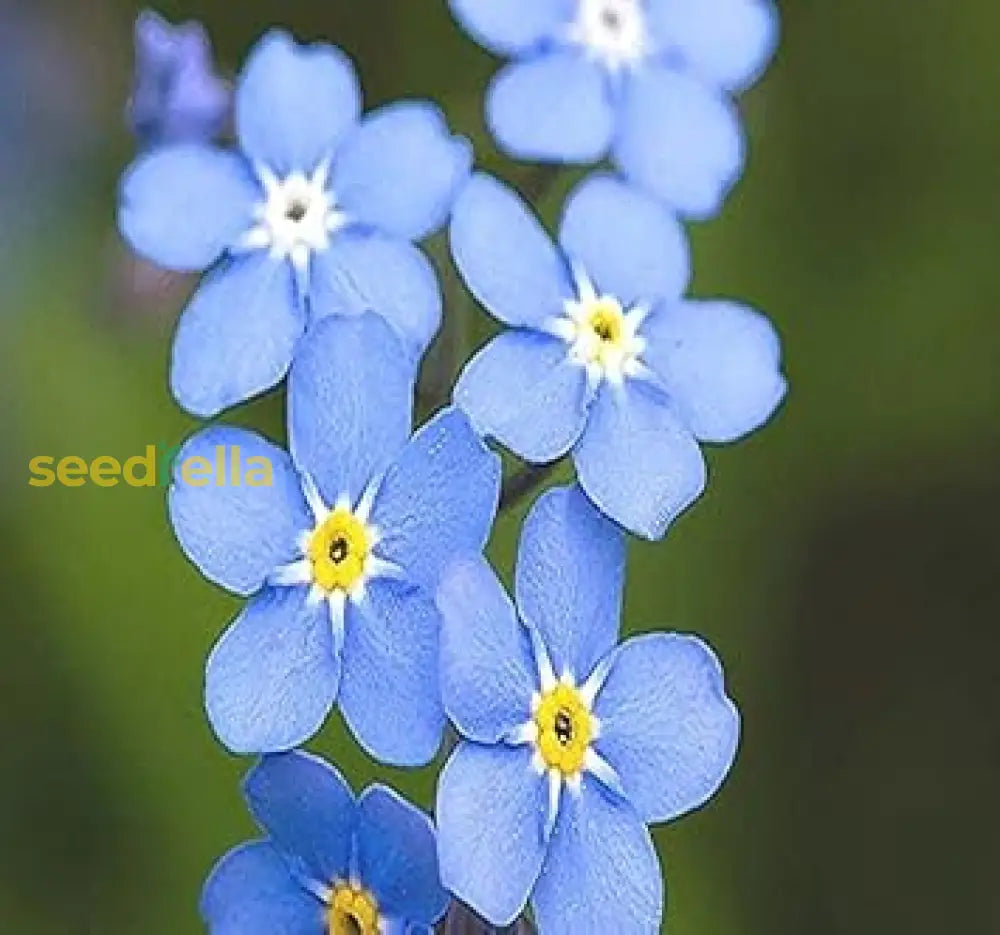 Forget Me Not Flower Planting Seeds - Create Beautiful Gardens With Charming Blooms