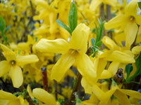 Forsythia Yellow Flower Seeds For Planting - Vibrant Spring Blooms