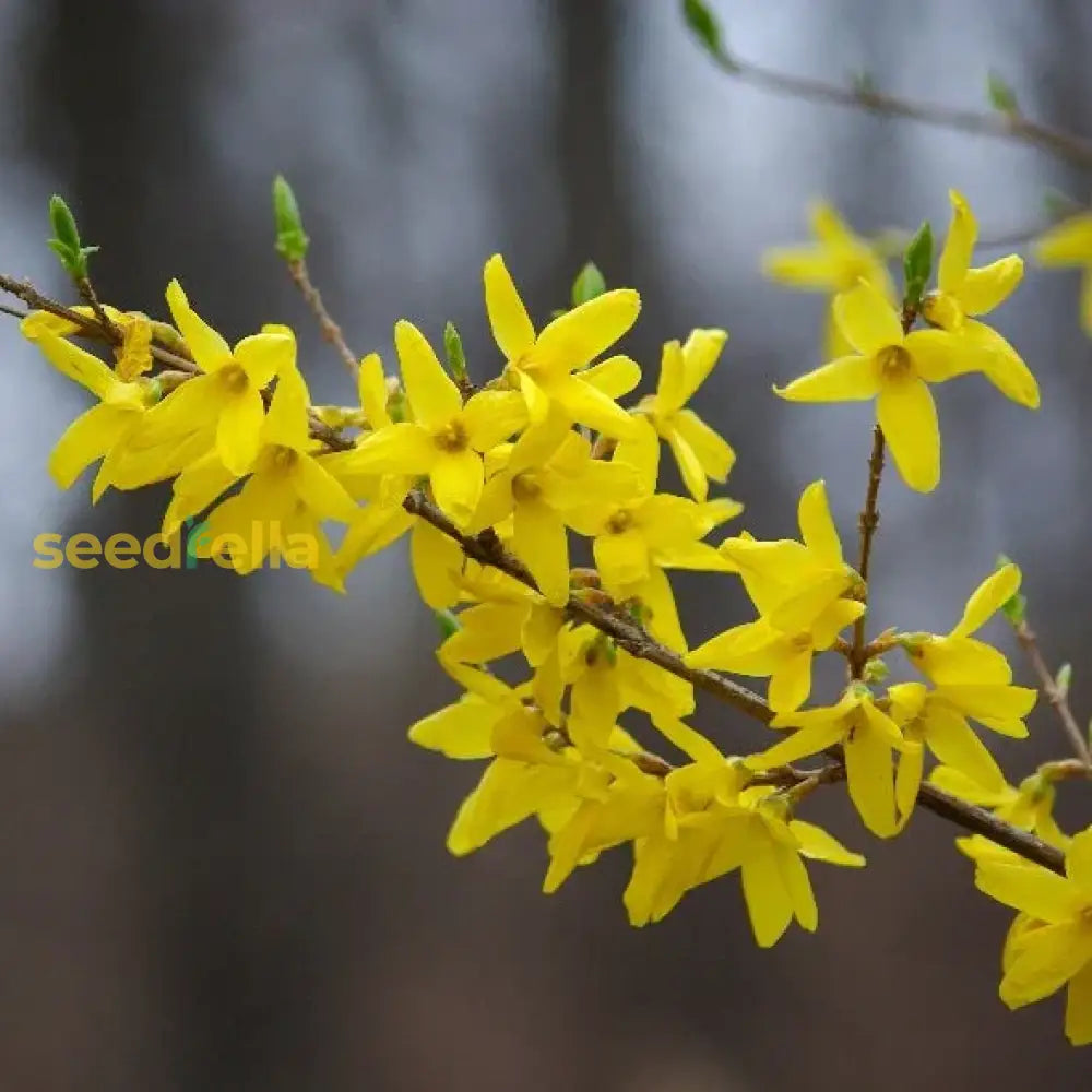Forsythia Yellow Flower Seeds For Planting - Vibrant Spring Blooms