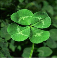 Four Leaf Clover seeds for planting in home gardens
