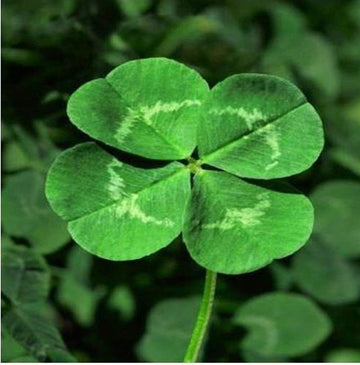 Four Leaf Clover seeds for planting in home gardens