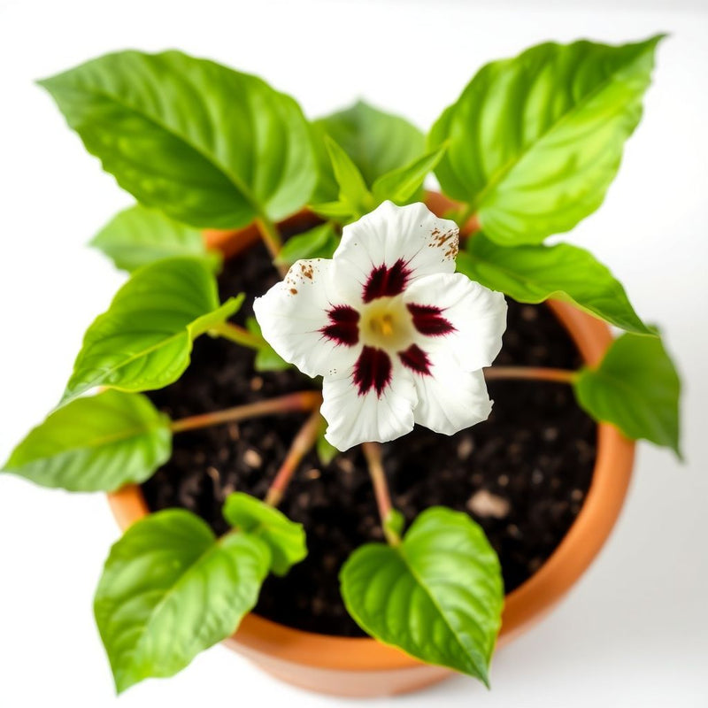 White Black Gloxinia Flower seeds for Planting Easy to Grow Heirloom & GMO Free Seeds for Home Garden
 
 Sale