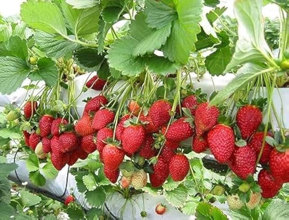 Fragaria × Ananassa Strawberry Seeds for Home Garden