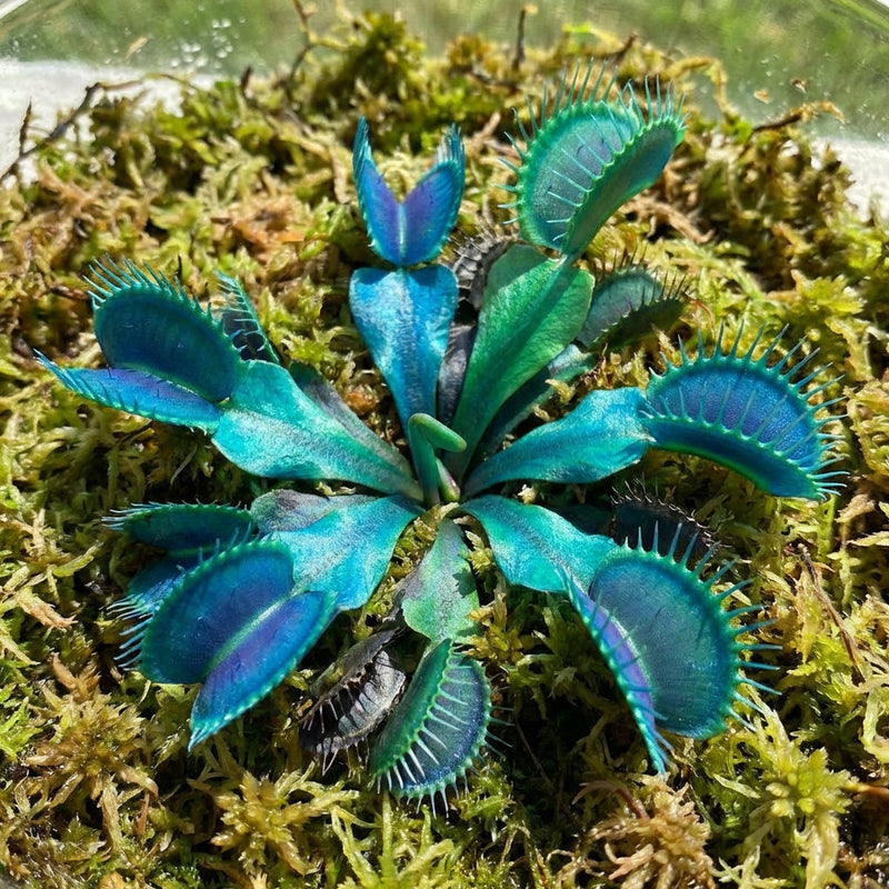 Blue Green Venus Fly Trap Seeds for Planting – Heirloom, Non-GMO, High Germination Carnivorous Plant Seeds