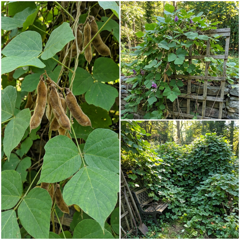 Kudzu Vine Seeds for Traditional Garden Growing and Natural Ground Cover Use