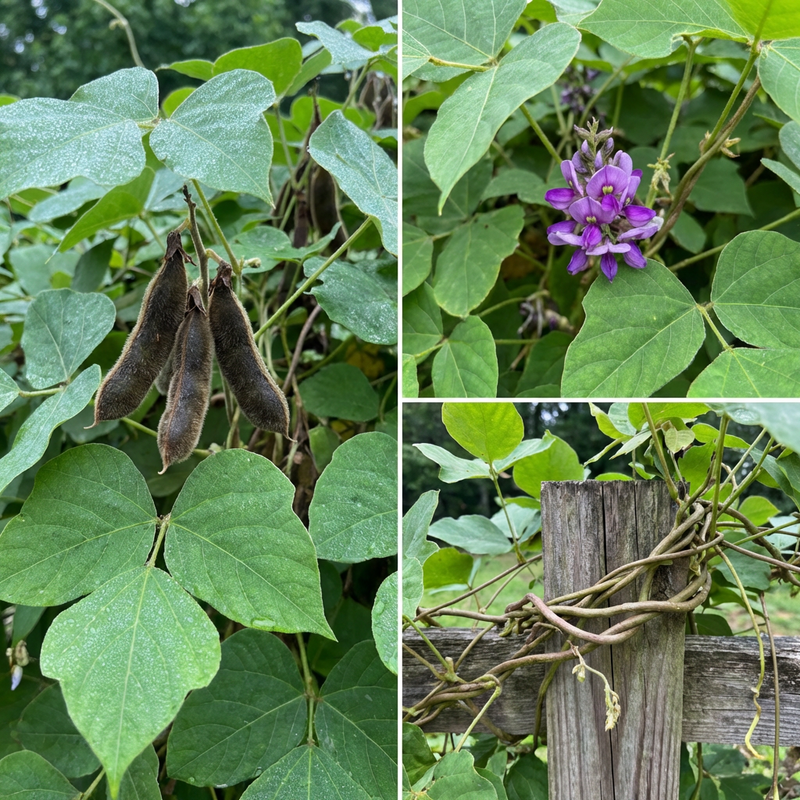Pueraria lobata Kudzu Vine Seeds for Traditional Garden Growth and Landscape Cover
