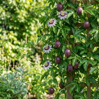Purple Passion Fruit Seeds for Planting – Heirloom Non-GMO High Germination Organic Garden Seeds