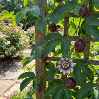 Purple Passion Fruit Seeds for Planting – Heirloom Non-GMO High Germination Organic Garden Seeds