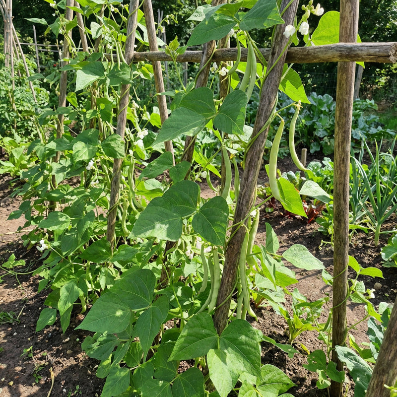 White Tepary Bean Seeds for Planting – Heirloom, Non-GMO, High Germination Organic Garden Seeds for Drought-Tolerant Beans