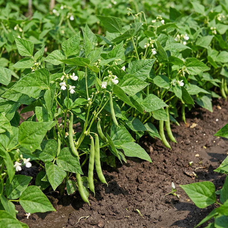 Phaseolus acutifolius White Tepary Bean Seeds for Traditional and Dryland Gardens