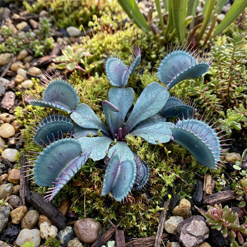 Blue Green Venus Fly Trap Heirloom Carnivorous Plant Variety for Home Growing
