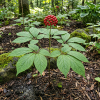 Korean Ginseng (Panax ginseng) Seeds for Traditional Garden Growing and Botanical Collection