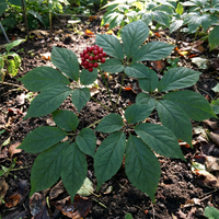 Korean Ginseng (Panax ginseng) Seeds for Traditional Garden Growing and Botanical Collection