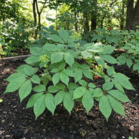 Korean Ginseng (Panax ginseng) Seeds for Traditional Garden Growing and Botanical Collection