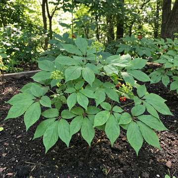 Korean Ginseng (Panax ginseng) Seeds for Traditional Garden Growing and Botanical Collection