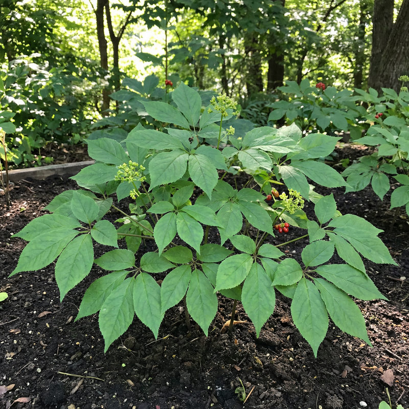 Korean Ginseng (Panax ginseng) Seeds for Traditional Garden Growing and Botanical Collection