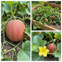 Cucumis melo Red Cantaloupe Melon for Home Garden Growing and Summer Harvest