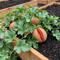 Cucumis melo Red Cantaloupe Melon for Home Garden Growing and Summer Harvest