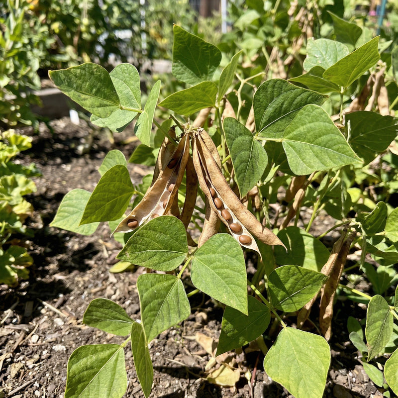 Phaseolus acutifolius Brown Tepary Bean for Home Garden