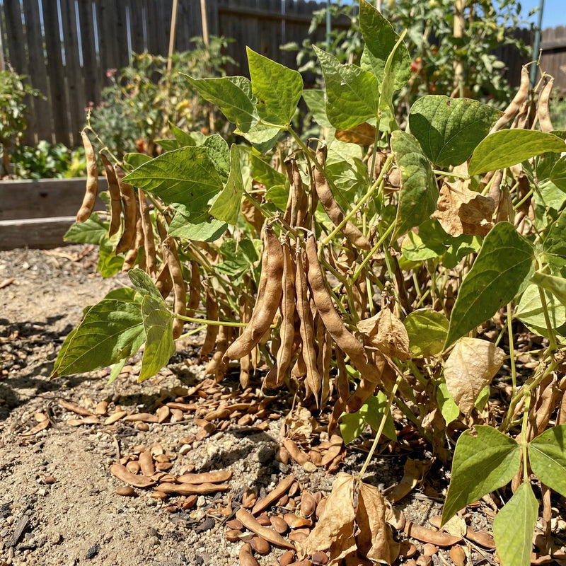 Brown Tepary Bean Seeds for Planting - Heirloom, Non-GMO, Organic Garden Seeds, High Germination