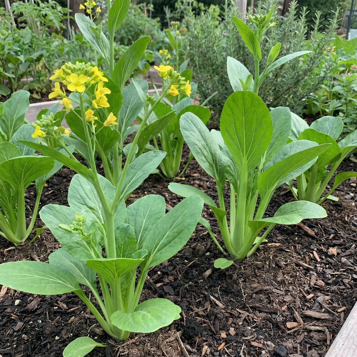 Green Choy Sum Vegetable Seeds for Easy Planting