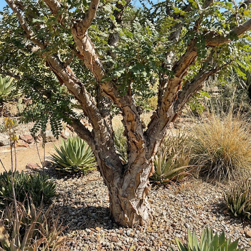 Boswellia Sacra Seeds for Planting - Heirloom, Non-GMO, High Germination Organic Frankincense Tree Seeds for Easy Growing