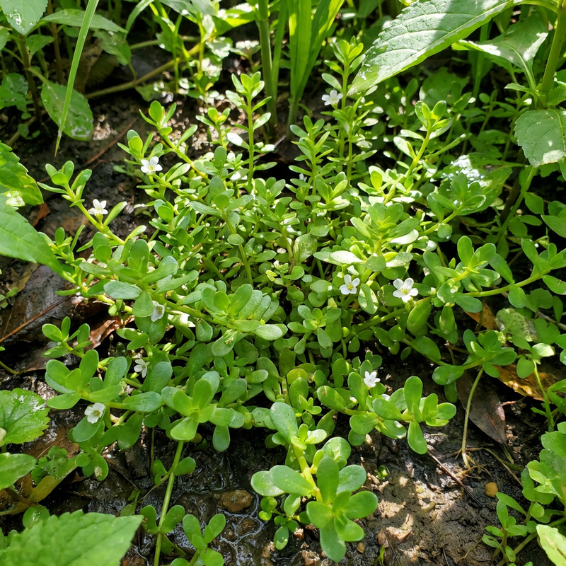 Brahmi Herb Seeds for Home Garden Growing and Traditional Herb Cultivation