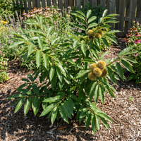Chinquapin Chestnut Tree Seeds for Planting – Heirloom Non-GMO, High Germination Organic Garden Seeds
