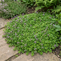 Mentha requienii Corsican Mini Mint for Containers, Ground Cover and Small Herb Gardens