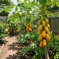 Carica papaya ‘Red Lady’ Taiwan Variety Seeds for Tropical Home Garden