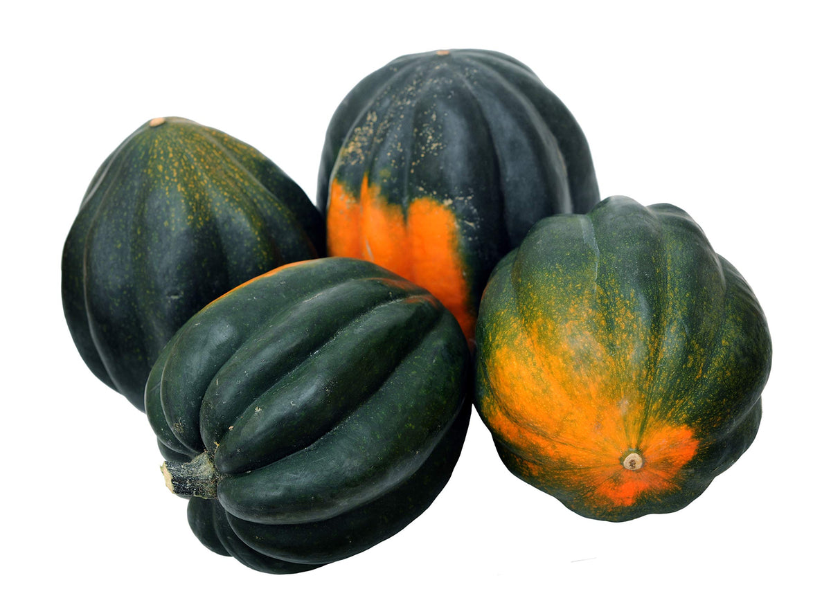 Fresh high-yield acorn squash harvested from garden