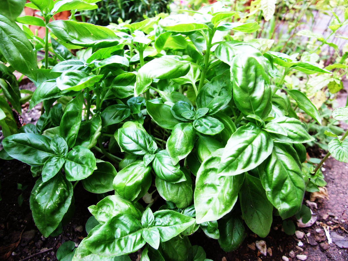 Planting guide for green basil seeds
