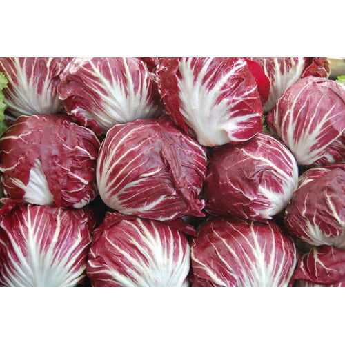 Red Radicchio Vegetable Seeds - Easy Planting for Home Gardens