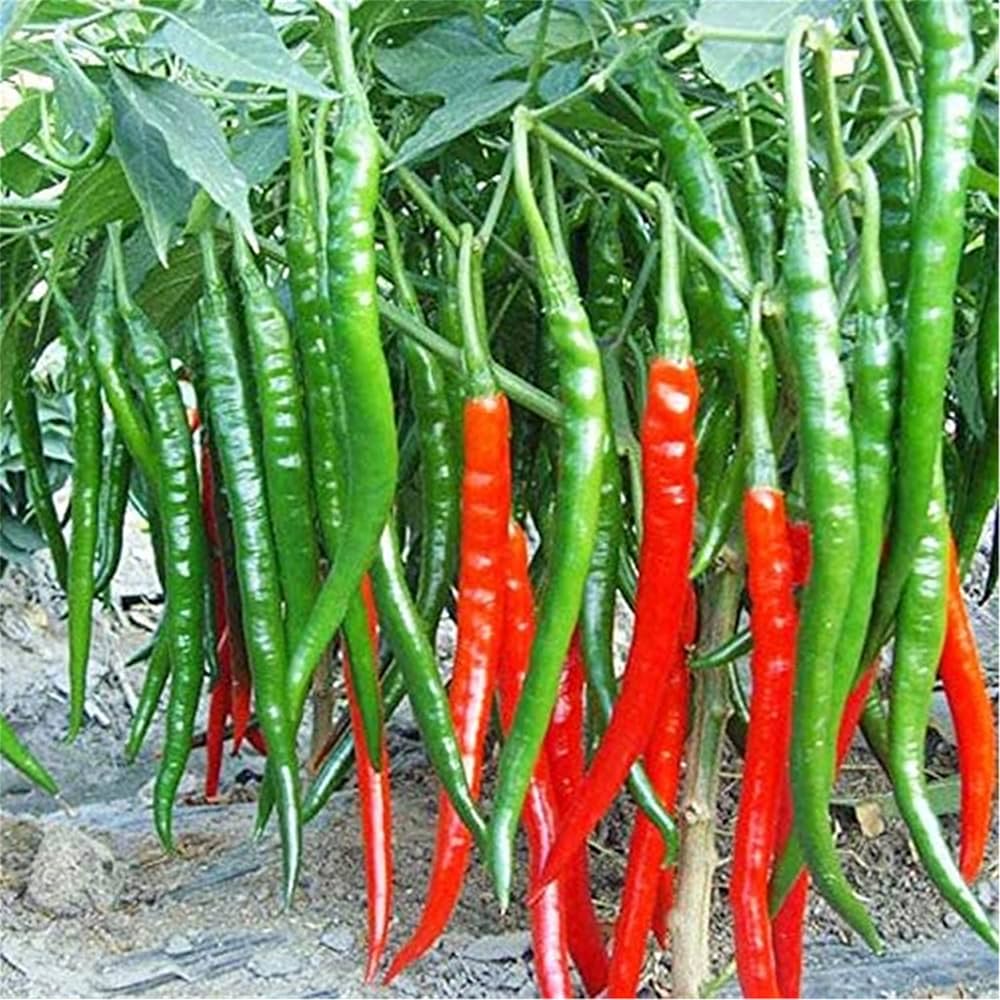 Ripe hot cayenne peppers on the plant