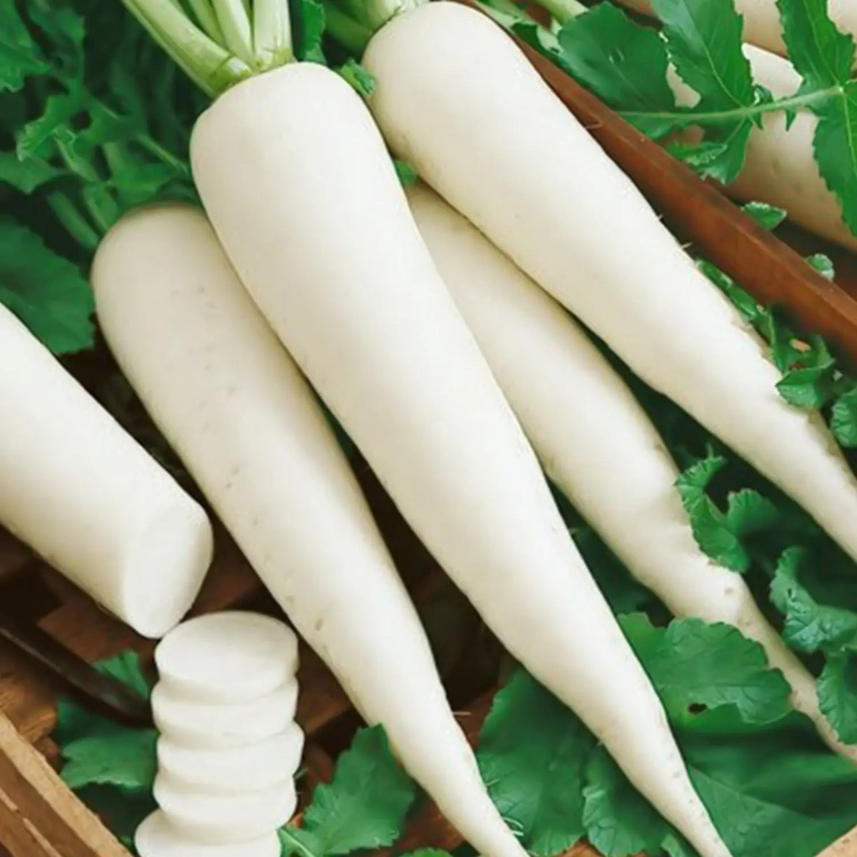 Freshly harvested white radishes from garden