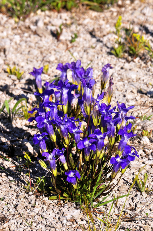 Packet of Fringed Gentian blue-purple flower seeds