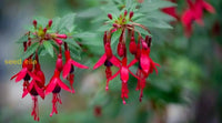 Fuchsia Flower Seeds For Planting - Vibrant Red Annuals Your Garden