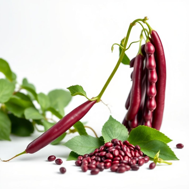 Burgundy Bean Seeds for Vegetable Planting