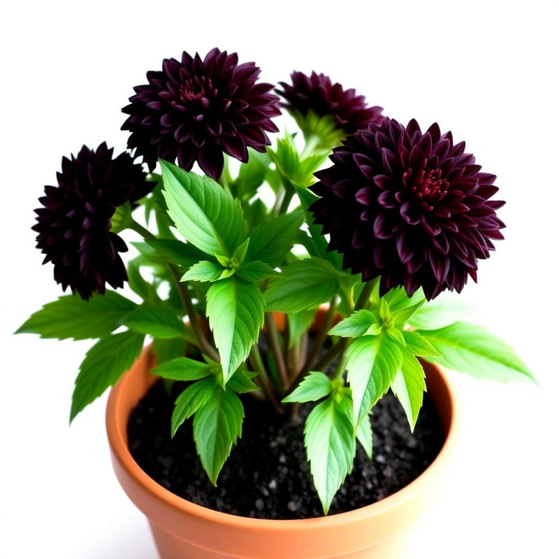 Black Pompon Dahlia Flower Seeds – Heirloom Non-GMO Seeds for Planting, High Germination Organic Garden Blooms