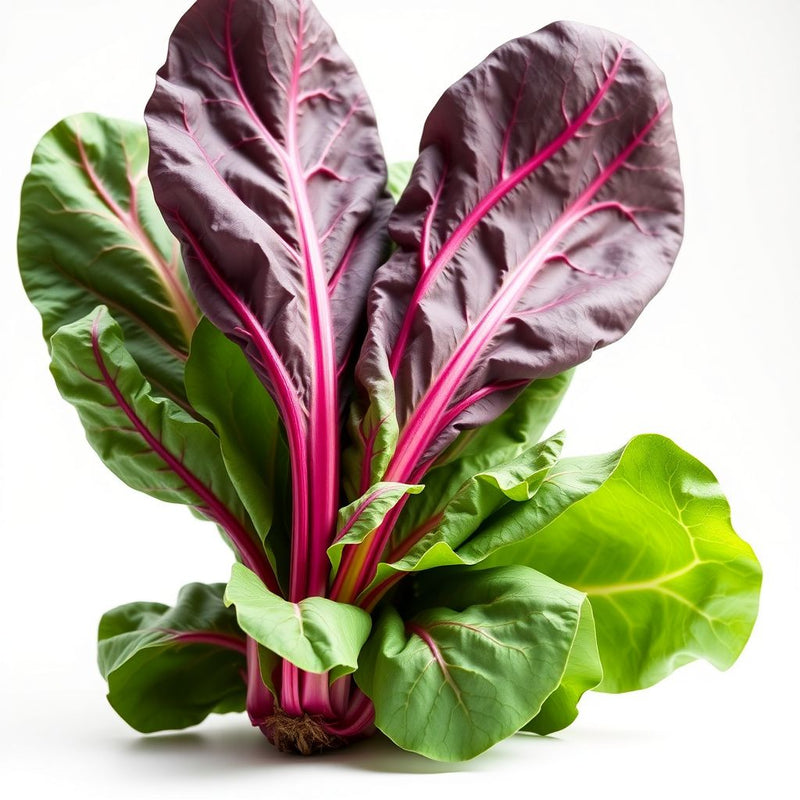Rainbow Swiss Chard Seeds for Planting