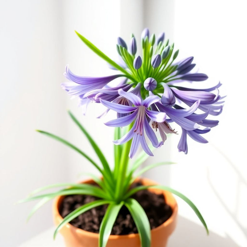Agapanthus Africanus Flower seeds for Planting Compact Growth Heirloom & GMO Free Seeds for Home Garden