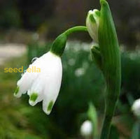 Galanthus Snowdrop Seeds For Planting - Early Spring Blooms Flower