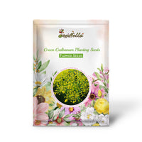 Green Galbanum seeds germinating seedlings